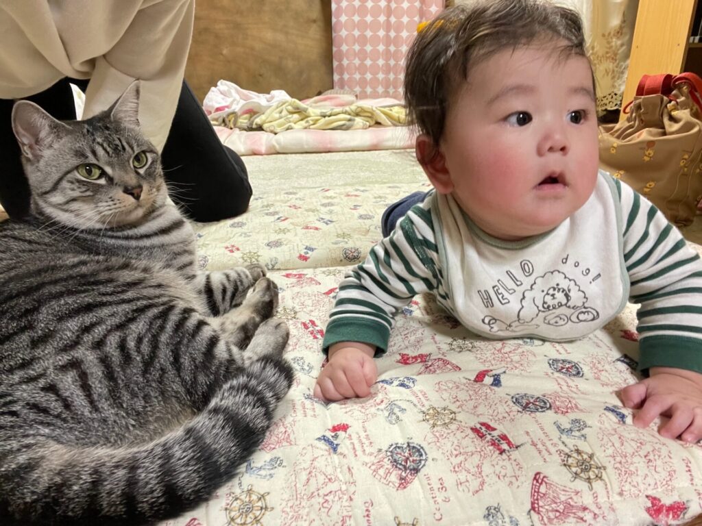 猫と息子